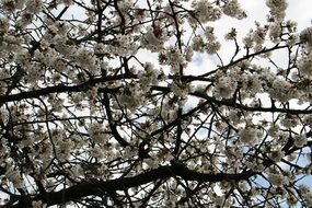 white flowering fruit tree