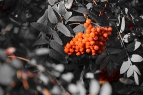 rowan berries on a tree branch in monochrome