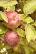 ready for harvesting apples on the tree