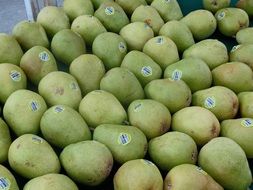 many fresh green pears