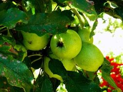 green apples ripening on the tree