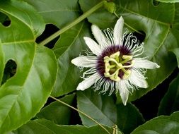 tropical passion flower close-up