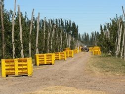 Apple Harvest in yellow boxes