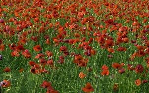 spring photo of poppy field