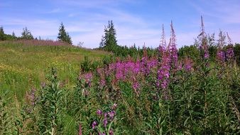 fields of purple flowers