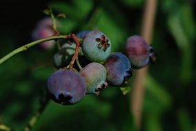 American bilberries in the garden