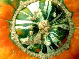 pumpkin closeup, detail