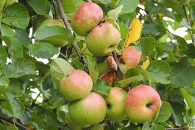 mature apples on the branch