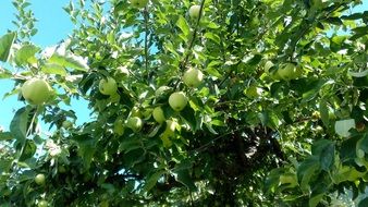 apples on a tree on a sunny day