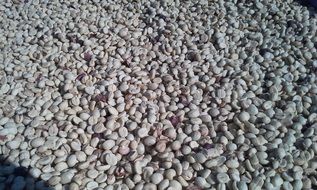 raw Coffee Beans prepared for roasting