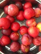 red plums in a bowl