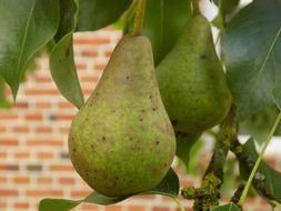 sweet green pears on the tree