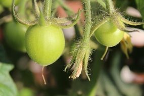 green tomatoes on a garden bed on a blurred background
