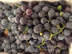 purple grapes on the vine