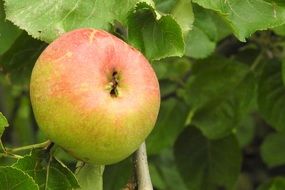 mature apple in the orchard