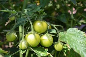 Unripe tomatoes in summer