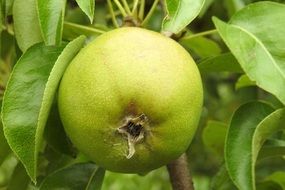 pear on a branch close up