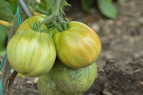 bush with unripe tomatoes