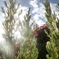 Rosemary, Herb in garden close up