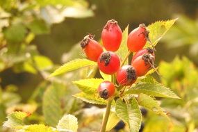 wild rose fruits in late summer