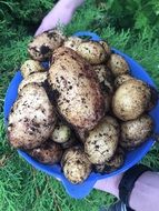 beautiful delicious Potato Vegetables