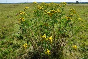 medicinal plant on a summer meadow