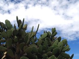 Cactuses with thorns