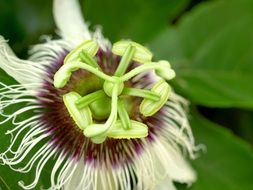 passion flower close-up