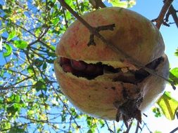 tasty Granada Fruit