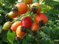 pink rosehips