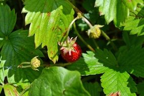 bush of strawberry