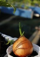 Onion Growing in plastic container close-up on blurred background