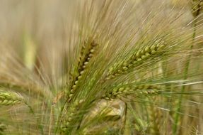 ripening barley in France close-up