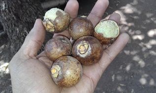 Wild macauba fruits in hand close-up