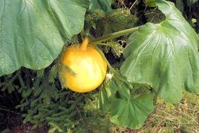 yellow pumpkin on the bed