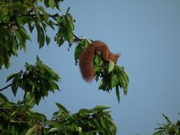 squirrel on a fruit tree branch