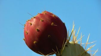 thorny cactus with red fruit