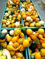 pumpkins in boxes