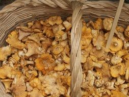 forest orange Mushrooms in a large wicker basket close-up