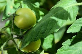 green Immature Tomato on bush