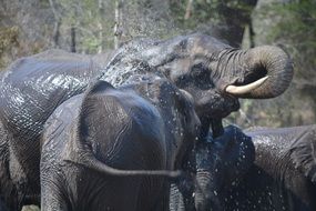 elephants at a watering hole on a sunny day