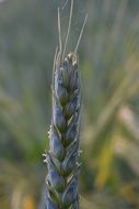 Green Wheat