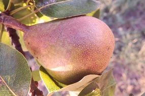 Pear in the orchard in summer