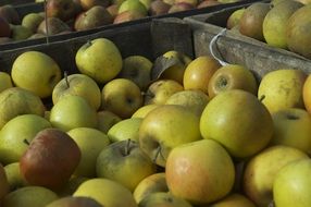 boxes of apples