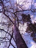 Dried platanus tree in the konary