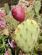 Cactus in Desert