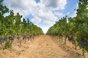 rows between the colorful vineyards under blue sky with white clouds