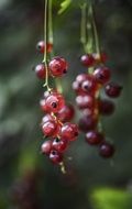 red currant on a bush branch