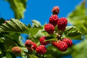 Ripe sweet healthy red raspberries in the summer