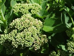 spherical botanical plant